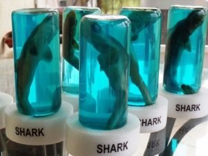 Read more about the article Shark in a bottle