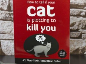 How To Tell If Your Cat Is Plotting To- Kill-You