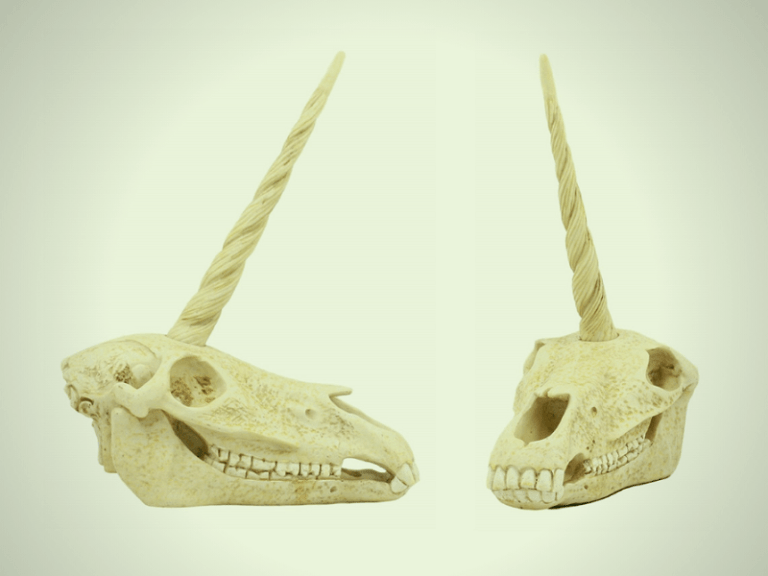 Unicorn skull