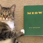 novel for cats