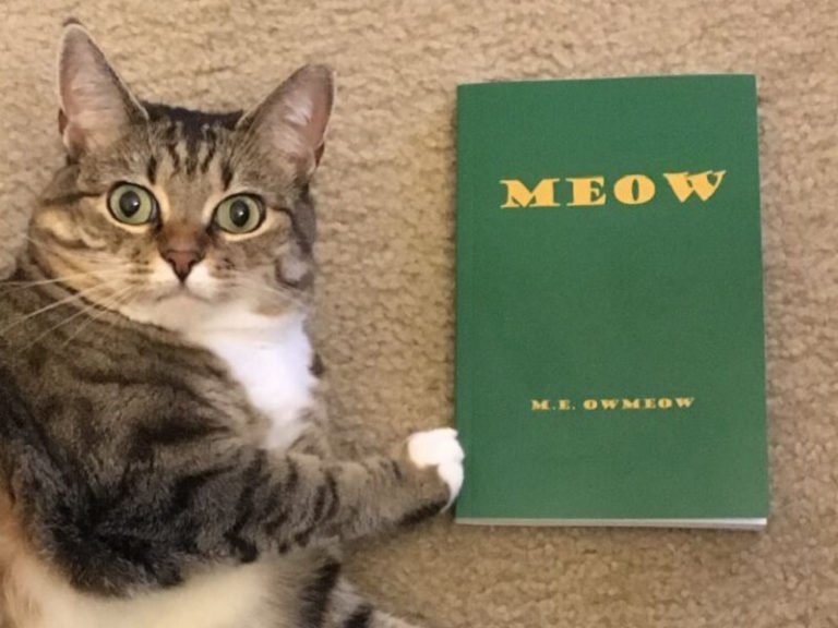 novel for cats