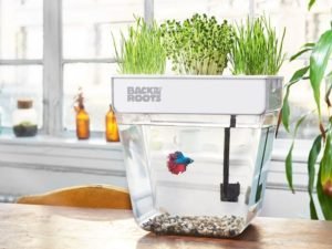 Read more about the article Back to the Roots Fish Tank