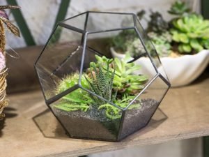 Read more about the article Modern Tabletop Terrarium Container