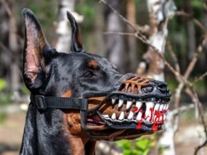 Read more about the article Werewolf Dog Muzzle