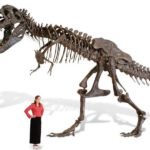 Full-size-T-Rex-skeleton-replica
