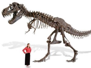 Read more about the article Full-size T-Rex skeleton replica