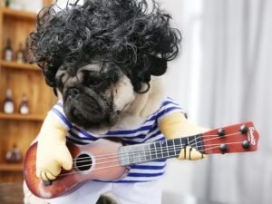 Guitar Dog Costume
