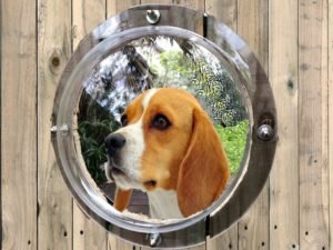 Read more about the article Dog Fence Window