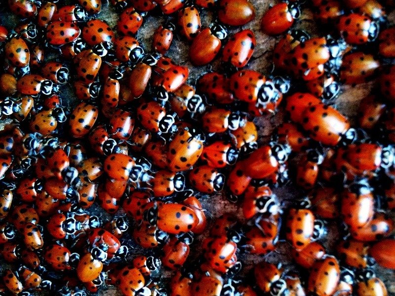 1500 Live Ladybugs