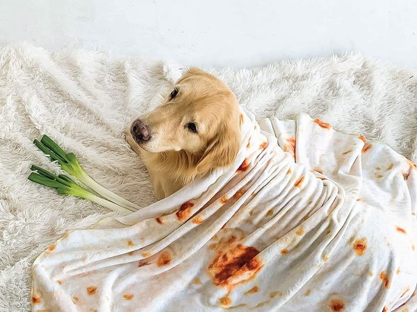 Burrito Blanket for Dogs