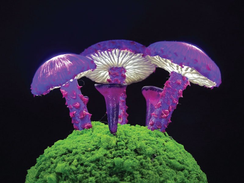 Read more about the article Mushroom Night light
